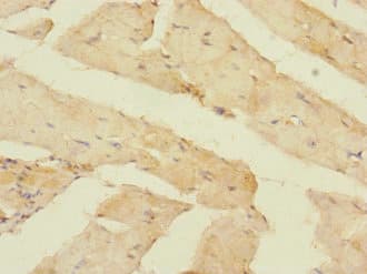 Polyclonal Rabbit anti-Human OLFML2A Antibody (aa1-300)