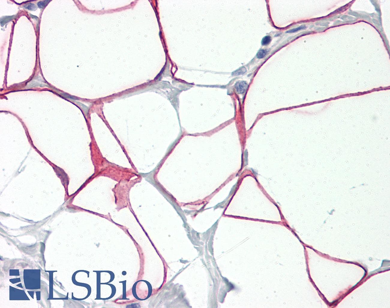 IHC-plus™ PLIN1 / Perilipin Antibody