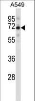 SPDL1 / CCDC99 Antibody (aa459-488)