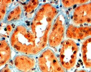 SEMA5A / Semaphorin 5A Antibody (aa97-110)