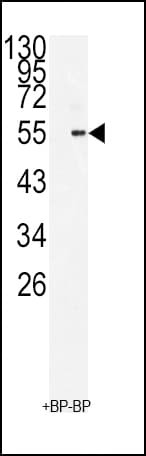 BMI1 / PCGF4 Antibody (aa257-286)
