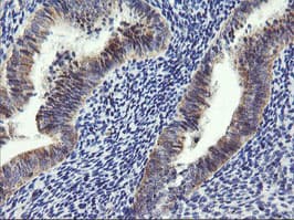 ARMC1 Antibody (clone OTI2G8, Carrier-free)