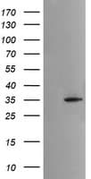 MSI2 Antibody (clone OTI2F10)