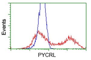 PYCRL Antibody (clone OTI1C11)