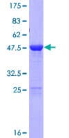 Human LIN7C / VELI3 Protein (Recombinant GST)
