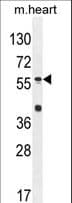 SP8 Antibody (aa386-415)