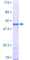 Human BPGM Protein (Recombinant GST)