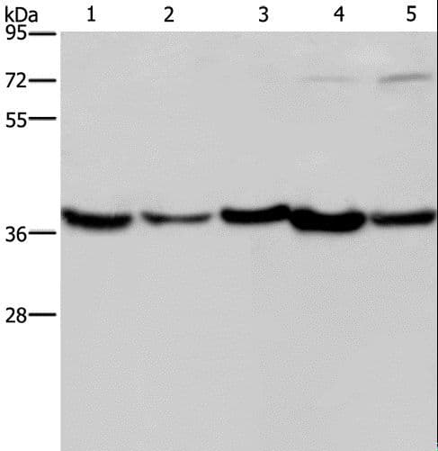 DNAJB4 Antibody