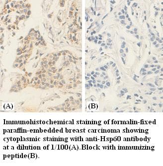 HSPD1 / HSP60 Antibody