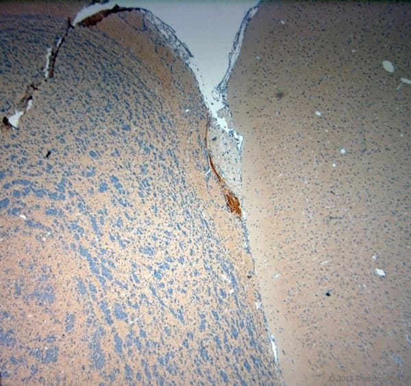 TAAR1 / TA1 Antibody (aa200-250)