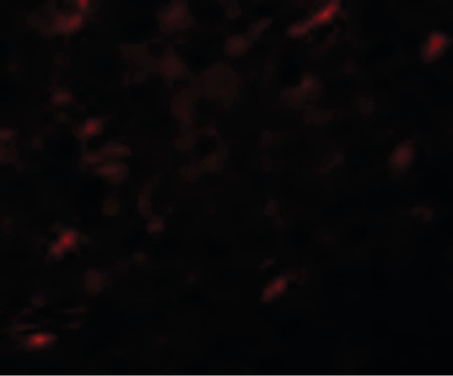 IHC-plus™ ANAPC7 / APC7 Antibody