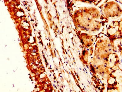 NTS / NT / Neurotensin Antibody (aa24-143)