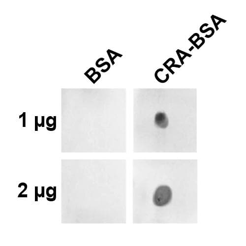 Crotonaldehyde Antibody (clone 2A8.1, APC)
