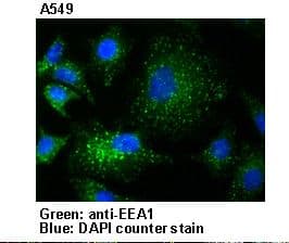 IHC-plus™ Polyclonal Rabbit anti-Human EEA1 Antibody (IHC, WB)