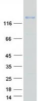 Human SEZ6L Protein (Recombinant Myc-DDK (Flag))