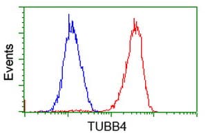TUBB4 / Tubulin Beta 4 Antibody (clone OTI6E3)