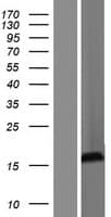 SRXN1 Protein (Over-Expression Lysate Myc-DDK (Flag))