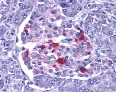 Endonuclease G / ENDOG Antibody
