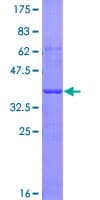 Human LGALS9 / Galectin 9 Protein (Recombinant GST, N-terminus)