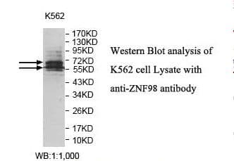 ZNF98 Antibody (aa57-314)