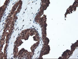 PSMA6 Antibody (clone OTI7C2)