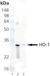 HMOX1 / HO-1 Antibody (clone HO-1-2)