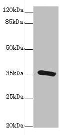 GDA / Nedasin Antibody