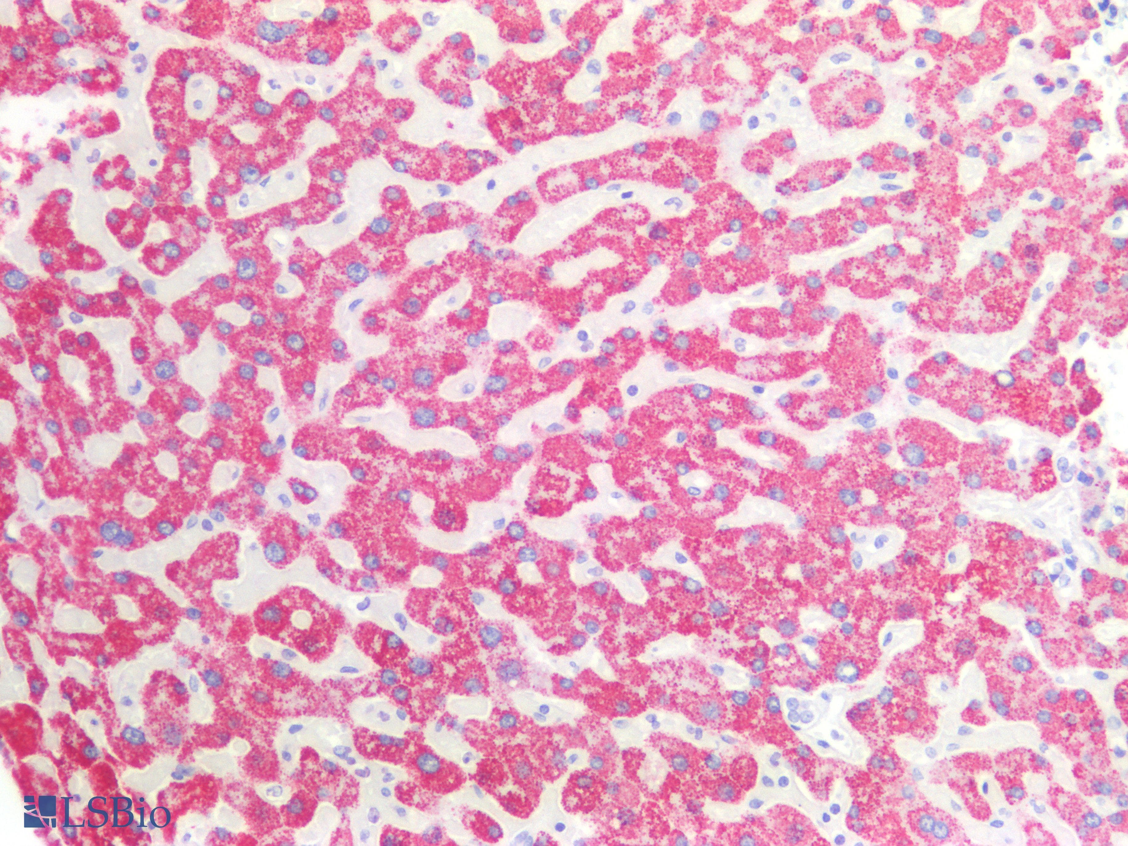 PathPlus™ ELAVL2 / HUB Antibody