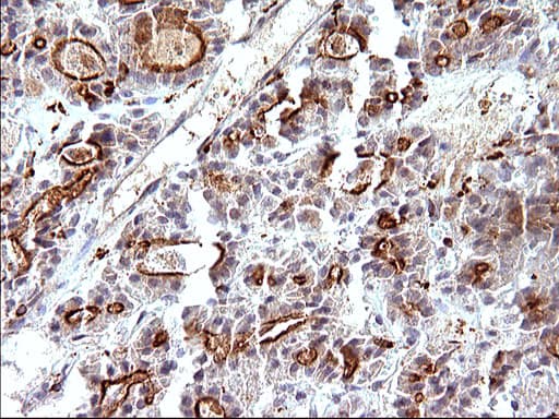 SCAMP2 Antibody (clone OTI2F1)