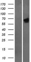 HCK Protein (Over-Expression Lysate Myc-DDK (Flag))