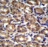 AXIN1 / Axin-1 Antibody (aa710-738)