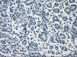 GBP2 Antibody (clone OTI2G6)