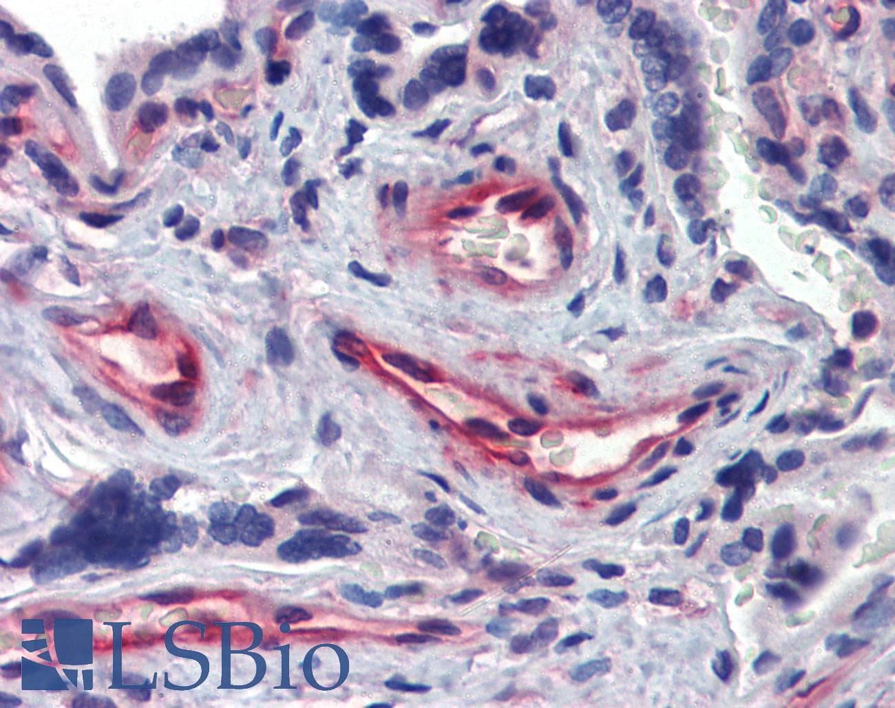 IHC-plus™ Polyclonal Rabbit anti-Human AKIRIN1 Antibody (IHC, WB)