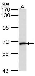 MMP2 Antibody (aa193-575)