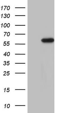 CDKL2 Antibody (aa291-493, clone OTI4D2, Carrier-free)