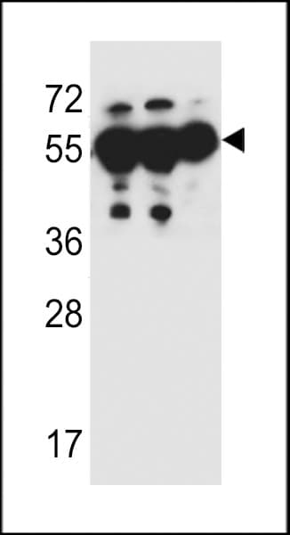 SOWAHC / ANKRD57 Antibody (aa479-507)