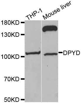 DPYD / DPD Antibody