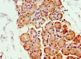 GHRL / Ghrelin Preproprotein Antibody (aa1-117)