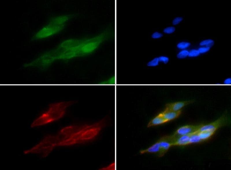 HMOX1 / HO-1 Antibody
