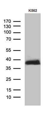 ITM2A Antibody (clone OTI10C11)