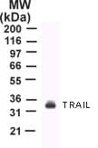 Monoclonal Mouse anti-Human TNFSF10 / TRAIL Antibody (clone 55B709.3, aa17-35, WB)