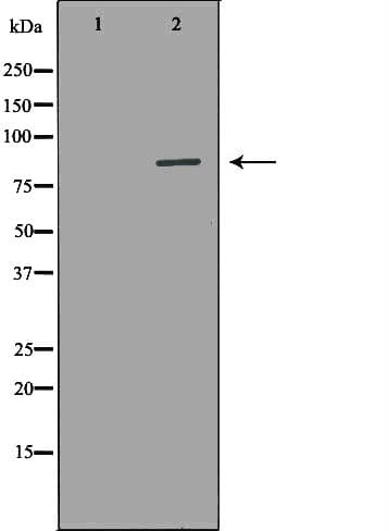 AOC3 / VAP-1 Antibody