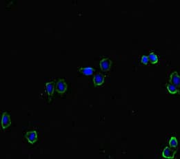HAS2 Antibody