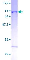 Human HYPE / FICD Protein (Recombinant GST)