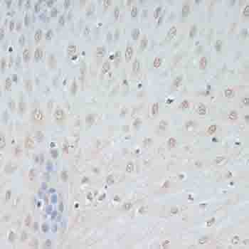 TCEB2 / Elongin B Antibody