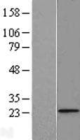 FUNDC2 Protein (Over-Expression Lysate Myc-DDK (Flag))