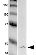 GFAP Antibody (clone S206A-8)
