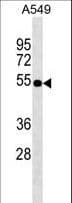 Polyclonal Rabbit anti-Human ZFP36L2 Antibody (aa166-193, WB)