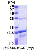Human DNAJC15 Protein (Recombinant His)