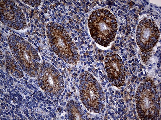 TIM23 Antibody (clone OTI2F5, Carrier-free)
